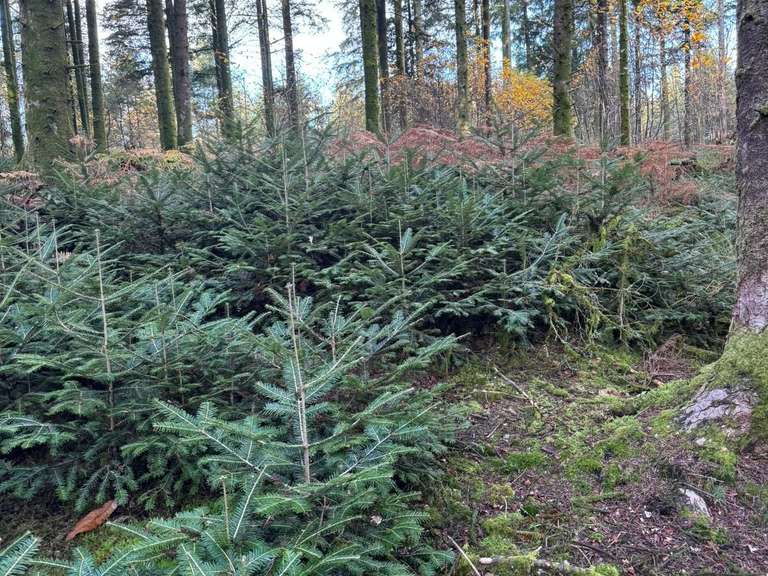 Maison Limoges - 371m²