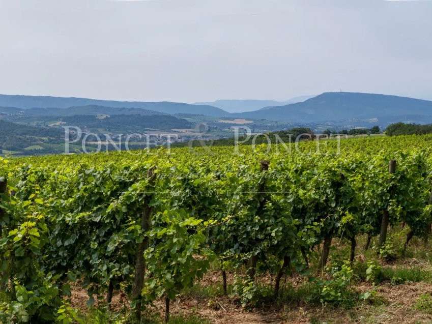 Vineyard Limoux