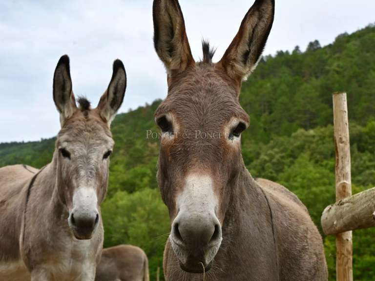 Propriété Limoux - 5 chambres - 1094m²