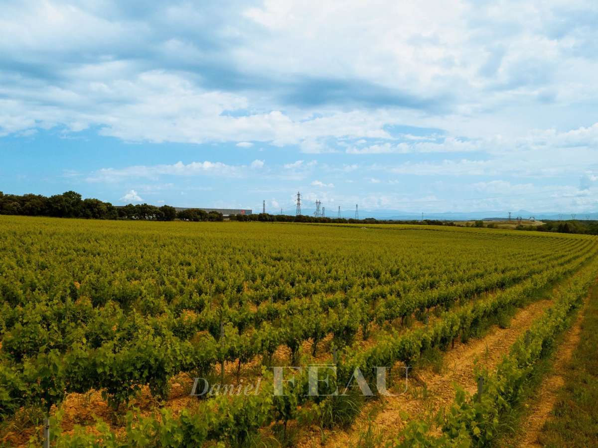Vineyard Lirac