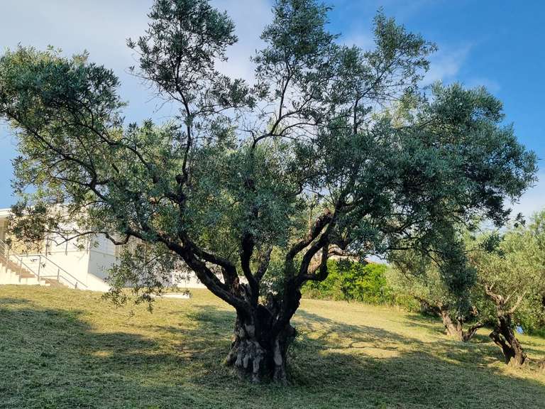 Villa Manosque - 4 bedrooms - 260m²