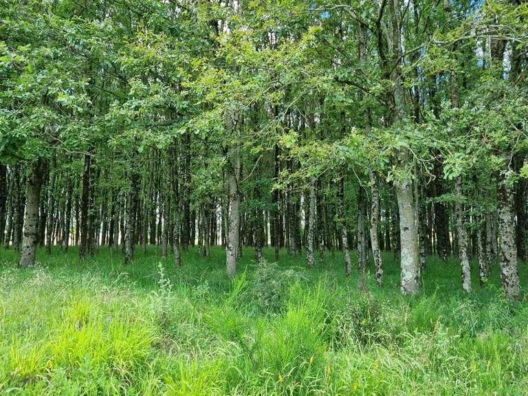 Propriété Migennes - 3 chambres - 450m²