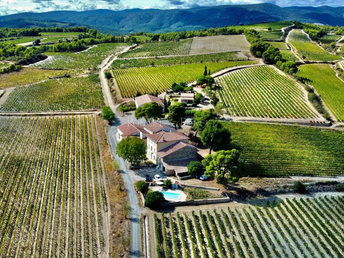 Vineyard Minerve