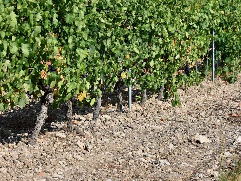 Domaine viticole Minerve - 2382m²