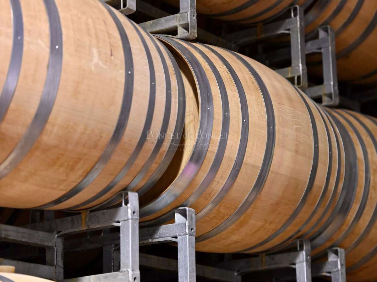 Domaine viticole Minerve