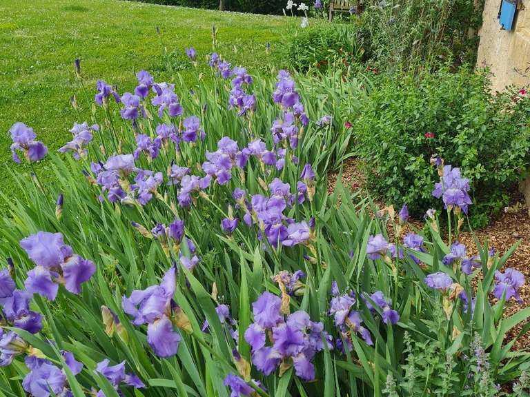 Maison Miradoux - 4 chambres - 294m²