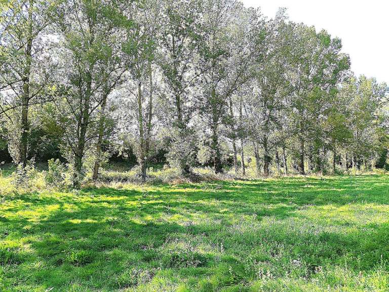 Maison Mirandol-Bourgnounac - 6 chambres - 325m²