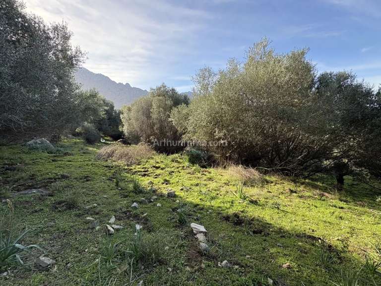 Terrain Montegrosso - 5040m²
