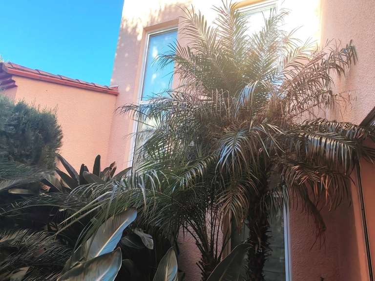 Maison Montescot - 5 chambres - 210m²