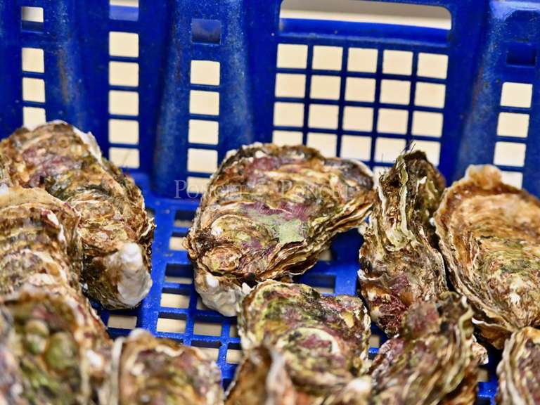 Propriété Montpellier - 2115m²