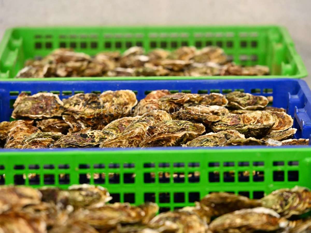 Property Montpellier