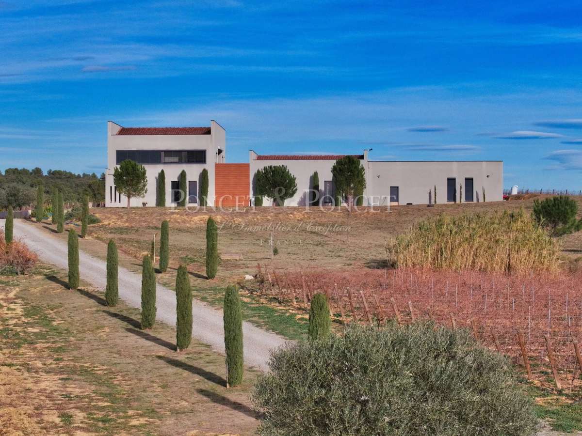 Vineyard Montpeyroux