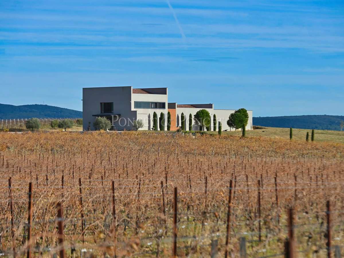 Vineyard Montpeyroux