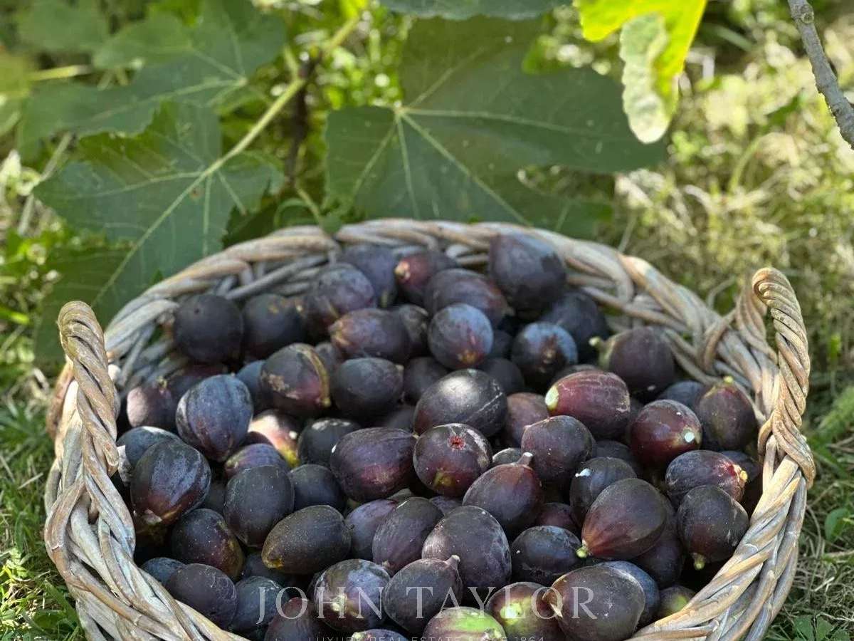 House Mouans-Sartoux