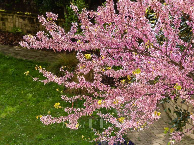 Apartment Neuilly-sur-Seine - 4 bedrooms - 179m²