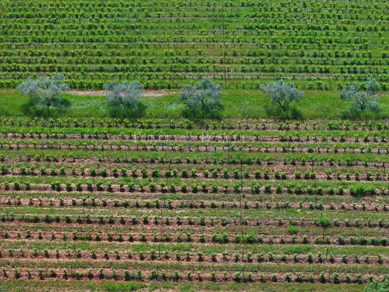 Propriété Nîmes - 1620m²