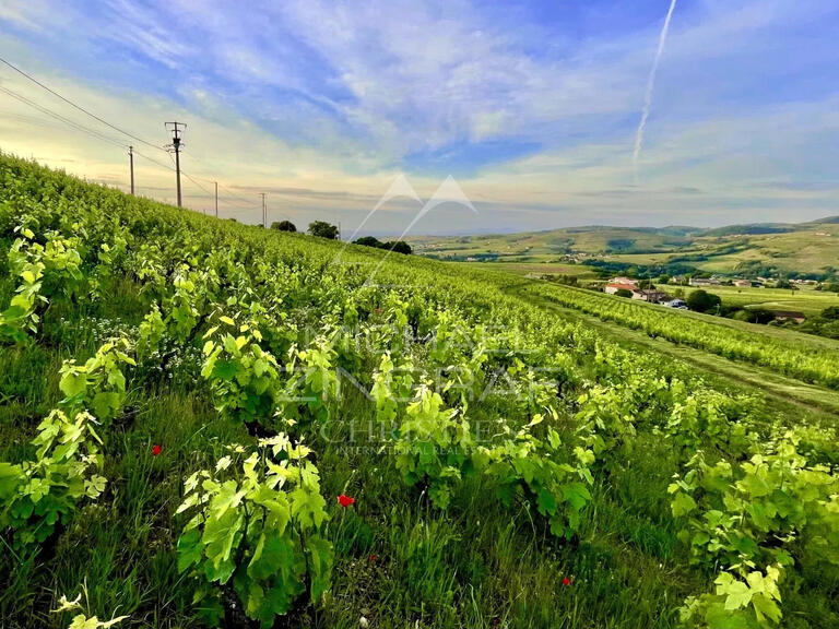 Domaine viticole Odenas - 576m²