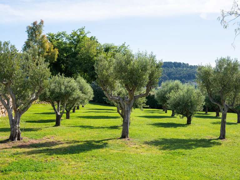 House Ollioules - 300m²