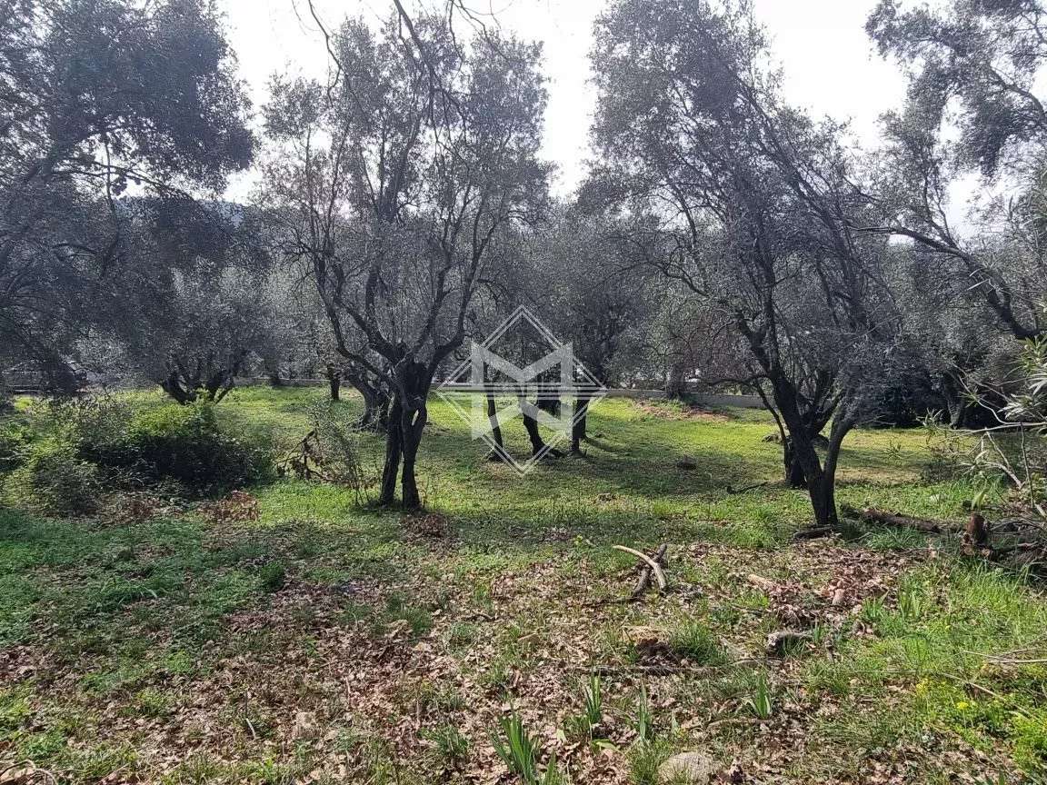 Terrain Opio