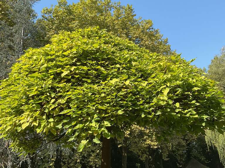 Maison Orthez - 7 chambres - 283m²