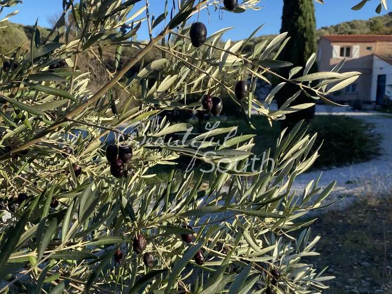 Maison Perpignan - 12 chambres - 842m²