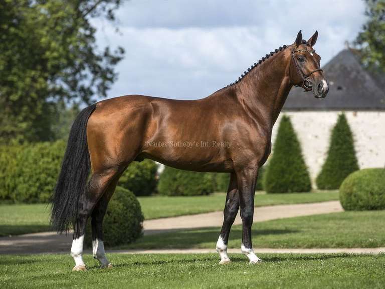 Equestrian property Petit-Mars - 937m²