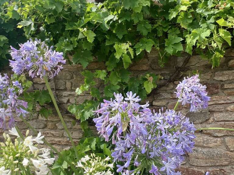 Maison Plumergat - 6 chambres