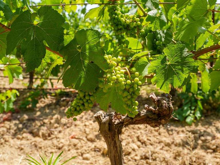 Domaine viticole Puisserguier - 18 chambres - 781m²