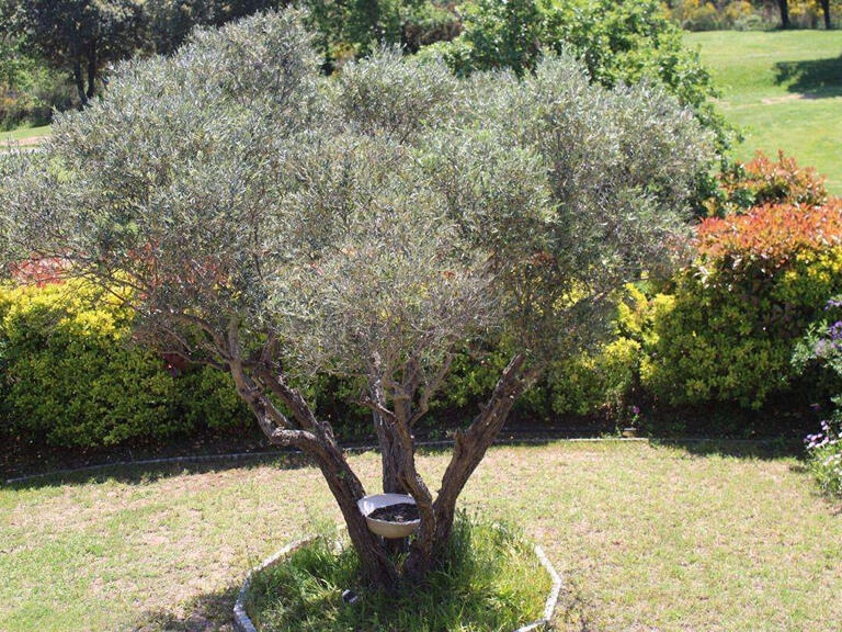 Maison Roquebrune-sur-Argens - 3 chambres