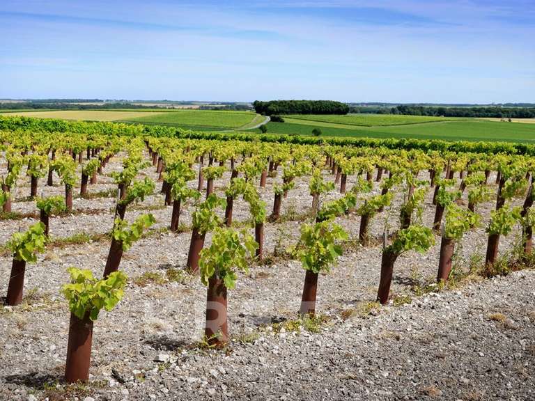 Domaine viticole Rouffiac - 1838m²