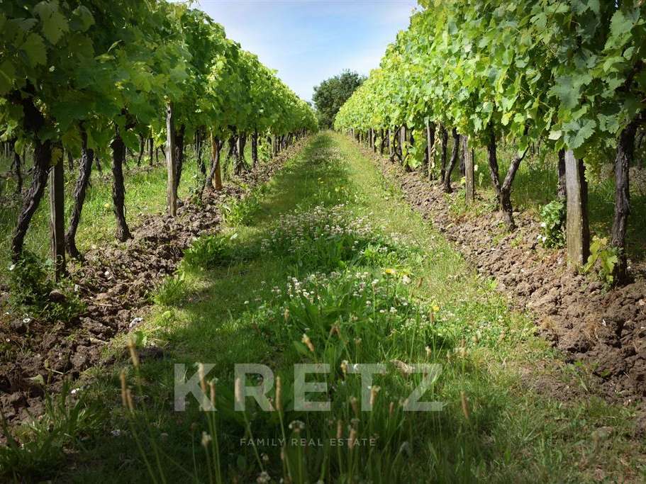 Domaine viticole Rouffiac