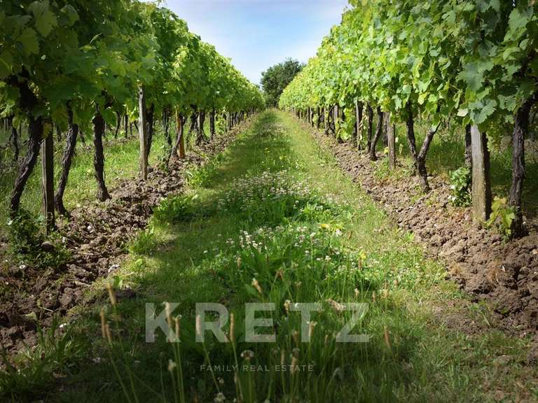 Domaine viticole Rouffiac - 1838m²