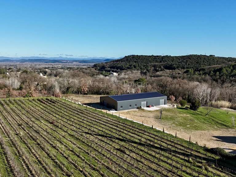 Domaine viticole Saint-Alexandre - 8 chambres - 1430m²