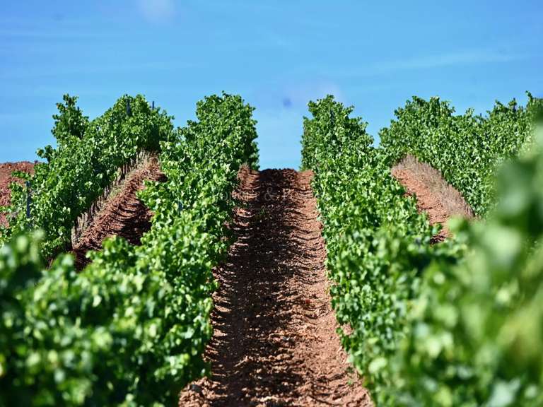 Propriété Saint-Chinian - 1280m²