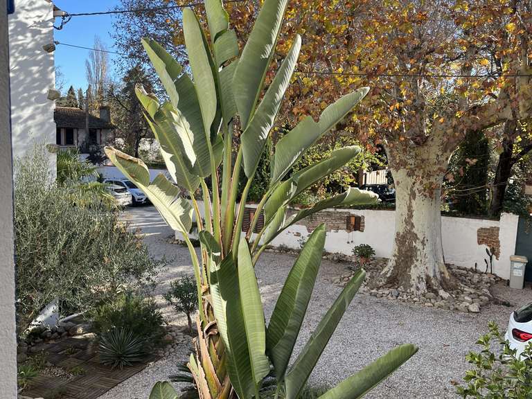 Maison Saint-Génis-des-Fontaines - 3 chambres - 315m²