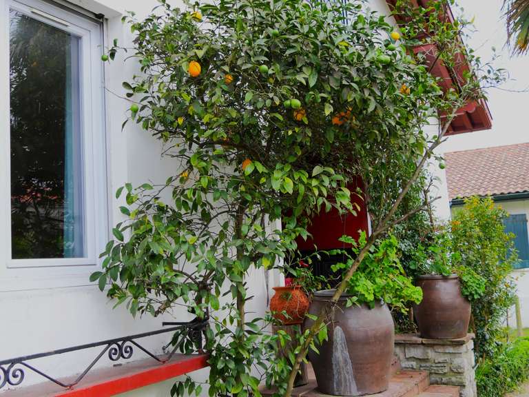 Maison Saint-Jean-de-Luz - 4 chambres - 158m²