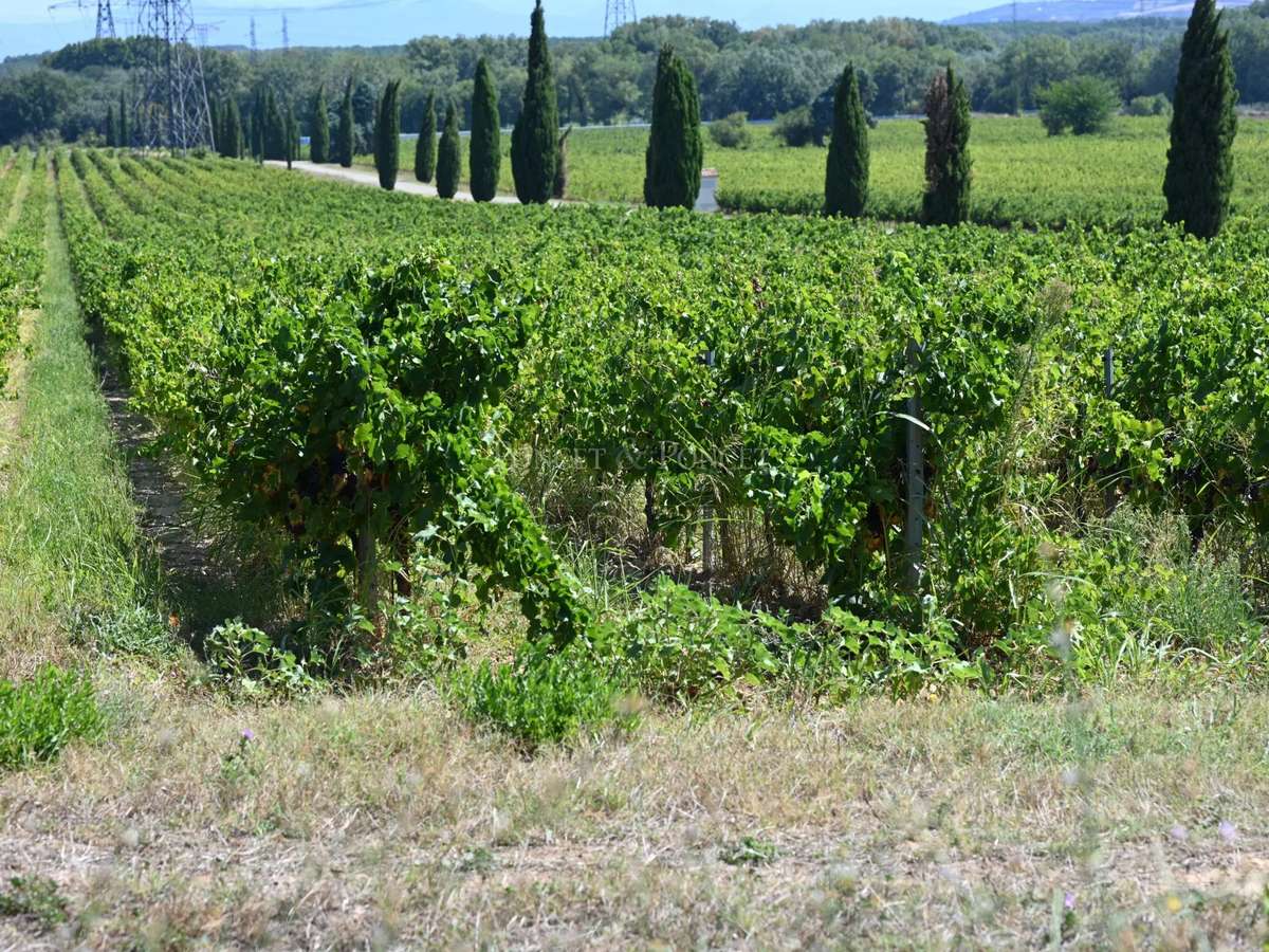 Château Saint-Laurent-des-Arbres