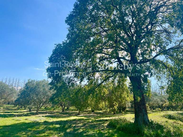 House Saint-Rémy-de-Provence - 4 bedrooms - 262m²