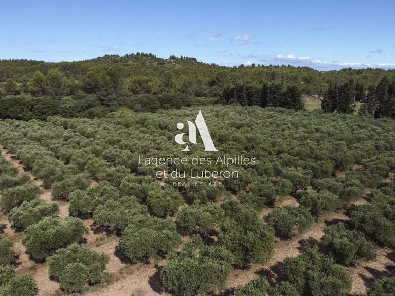 Maison Saint-Rémy-de-Provence - 7 chambres - 485m²