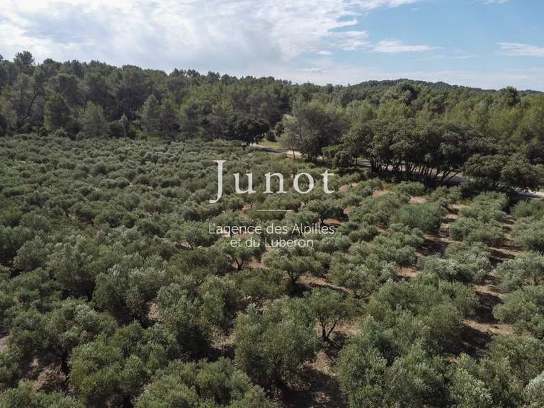 Maison Saint-Rémy-de-Provence - 7 chambres - 485m²