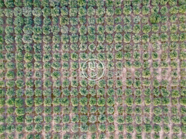 Villa Saint-Rémy-de-Provence - 7 bedrooms - 431m²