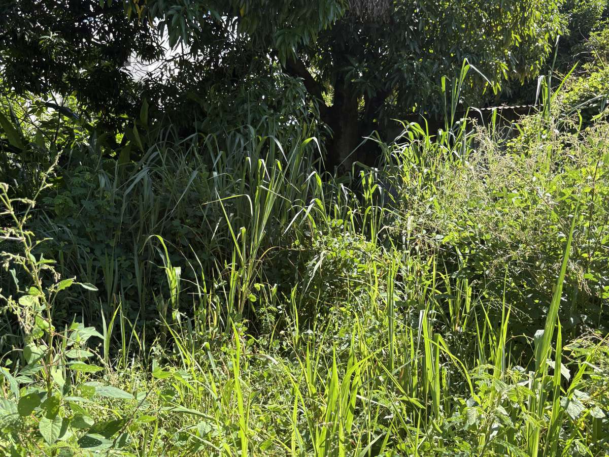 House Sainte-Suzanne