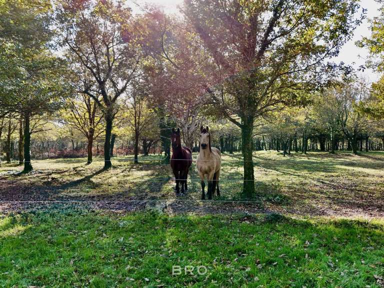 Maison Sarzeau - 7 chambres