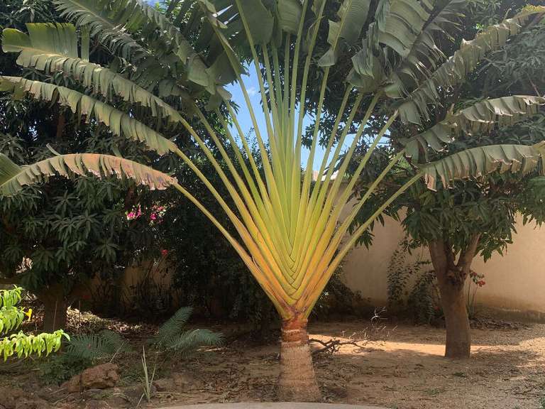 Villa Senegal - 4 chambres - 174m²