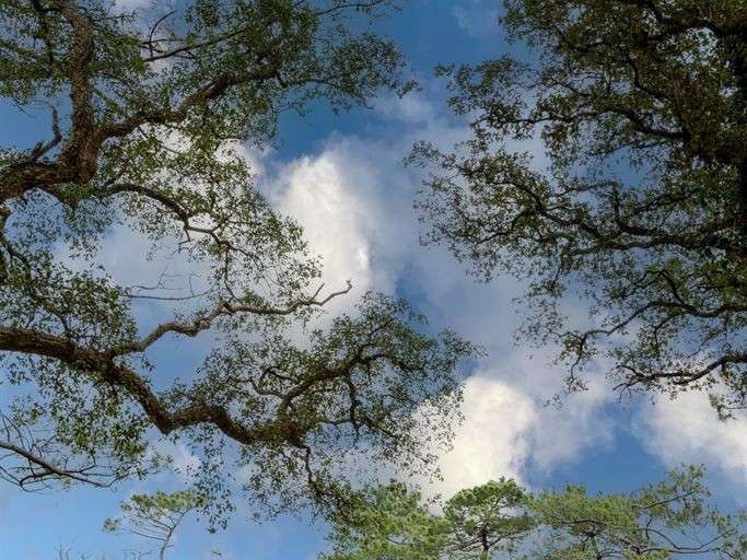 Maison Soorts-Hossegor - 8 chambres - 306m²