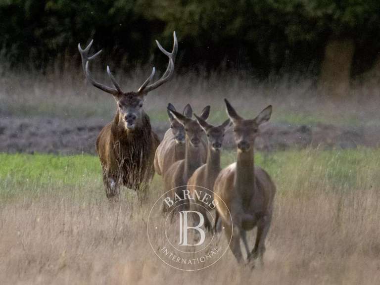Propriété Tours - 5 chambres