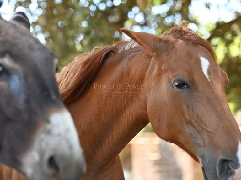 Château Uzès - 9 chambres - 374m²