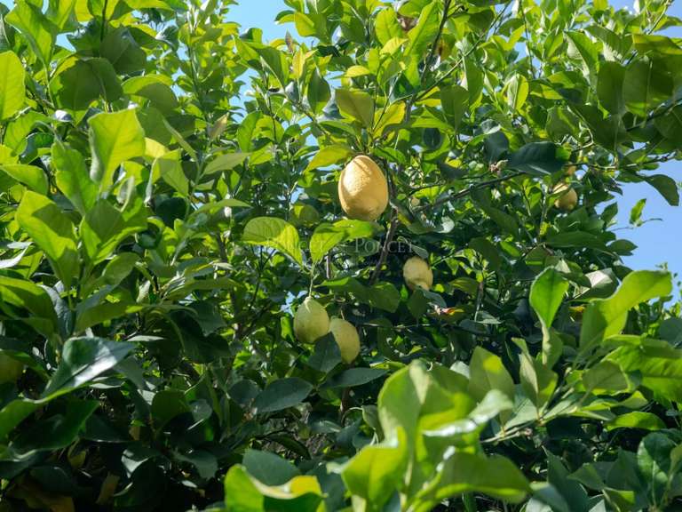 House Uzès - 5 bedrooms - 209m²