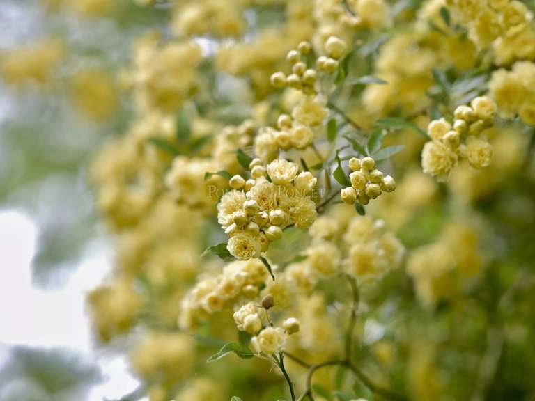 Maison Uzès - 7 chambres - 550m²