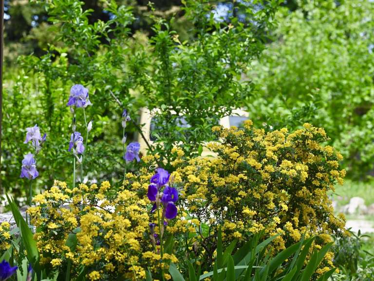 Maison Uzès - 7 chambres - 550m²